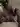 Kittiespisesss
